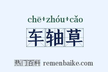 车轴草是什么意思的图片